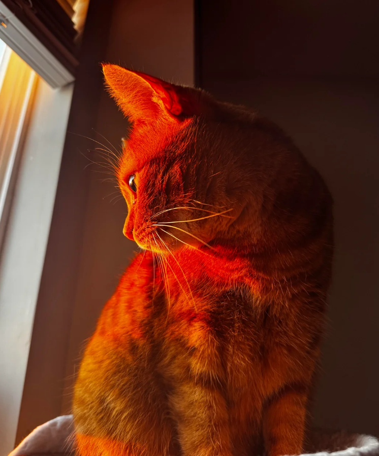 Cheezburger Image 10623706624