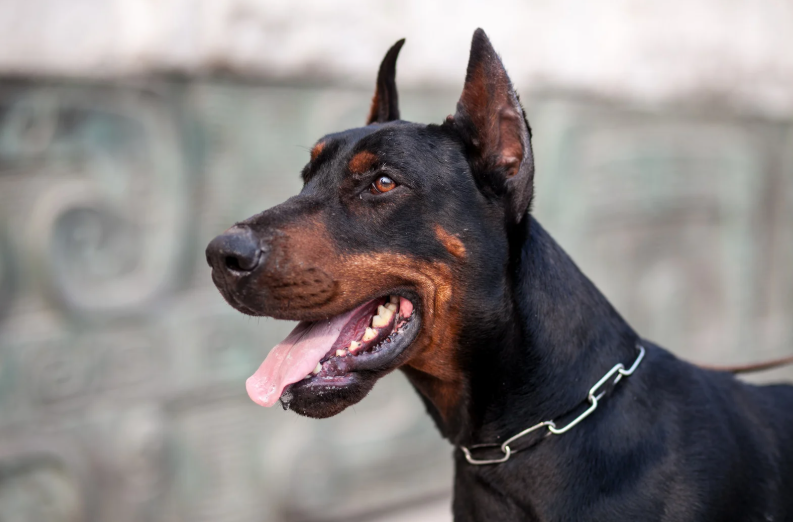 Cheezburger Image 10623706880