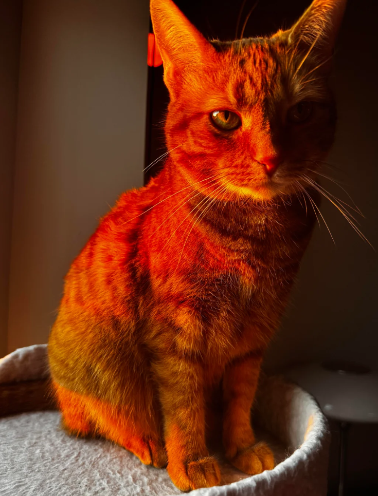 Cheezburger Image 10623707136