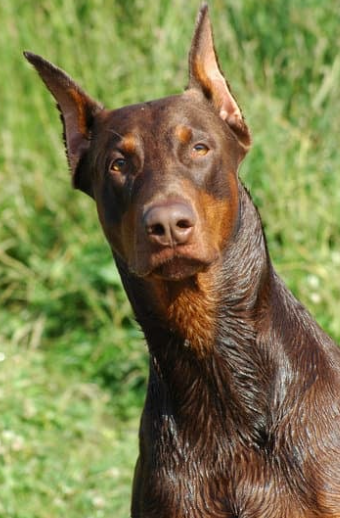 Cheezburger Image 10623707392