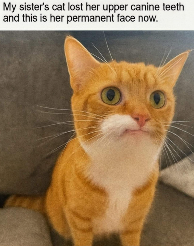 My sister's cat lost her upper canine teeth and this is her permanent face now.