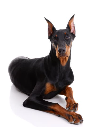 Cheezburger Image 10623707904