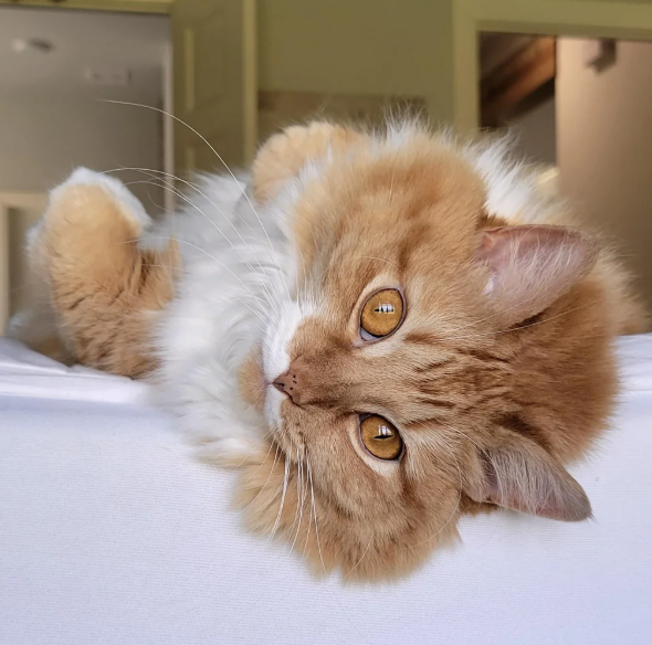 Cheezburger Image 10623708160