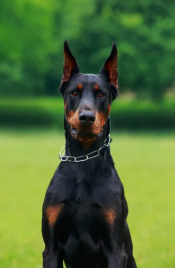 Cheezburger Image 10623708416