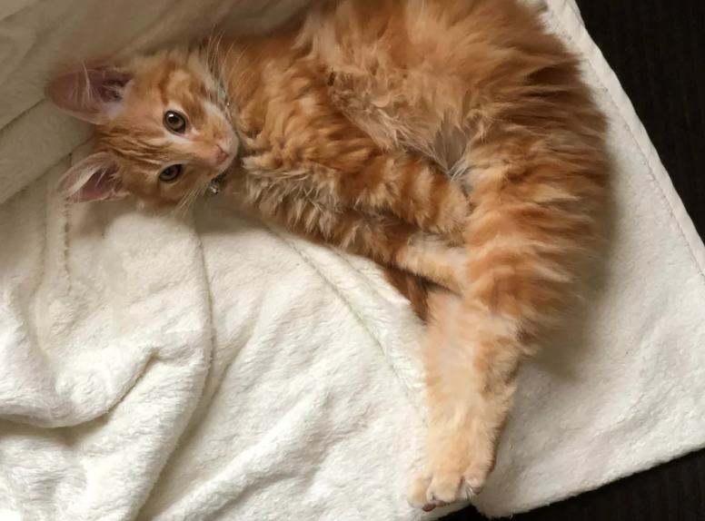 Cheezburger Image 10623708672