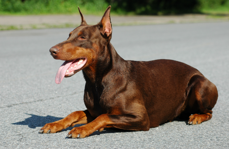 Cheezburger Image 10623708928