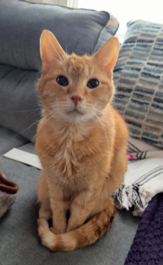 Cheezburger Image 10623709440