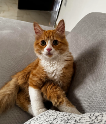 Cheezburger Image 10623709696