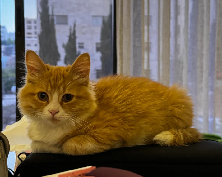 Cheezburger Image 10623709952