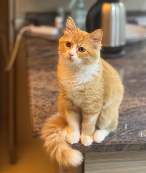 Cheezburger Image 10623710208