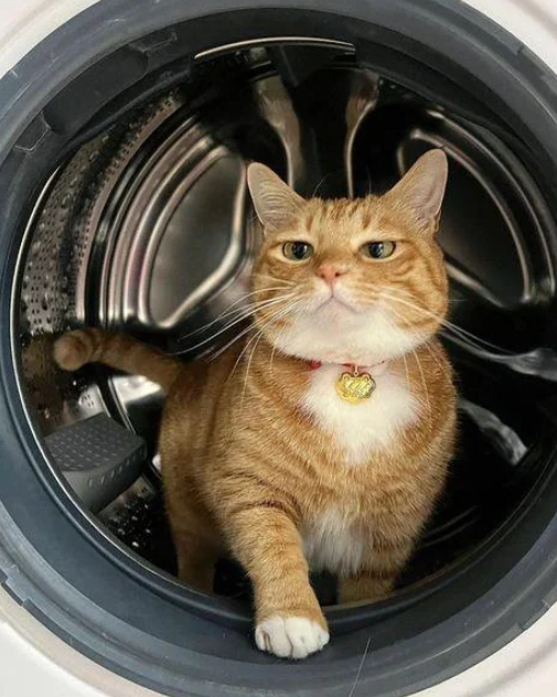 Cheezburger Image 10623710464