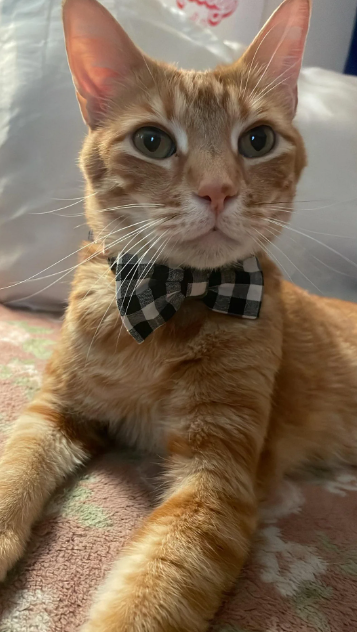 Cheezburger Image 10623710720