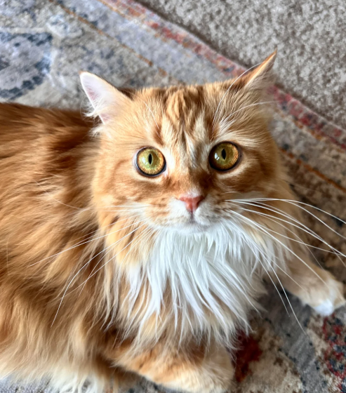 Cheezburger Image 10623711232