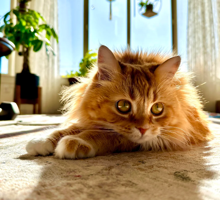 Cheezburger Image 10623711488