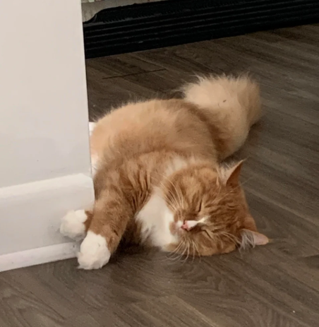 Cheezburger Image 10623711744