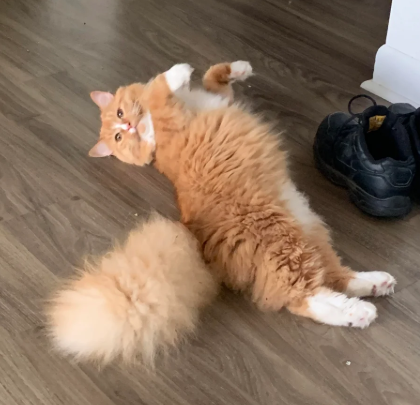 Cheezburger Image 10623712000