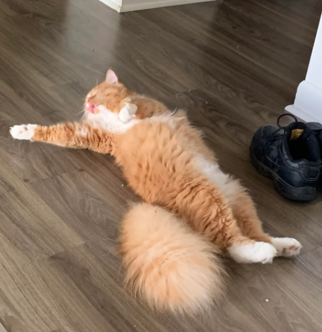 Cheezburger Image 10623712256