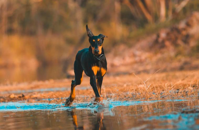 Cheezburger Image 10623712512