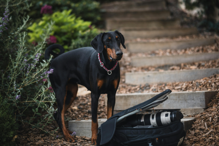 Cheezburger Image 10623713024