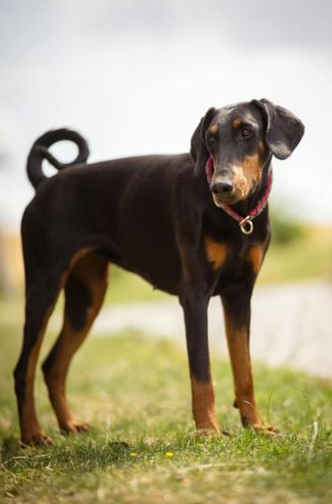 Cheezburger Image 10623713280