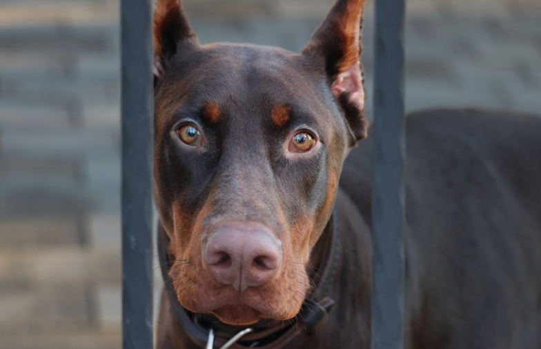 Cheezburger Image 10623713536