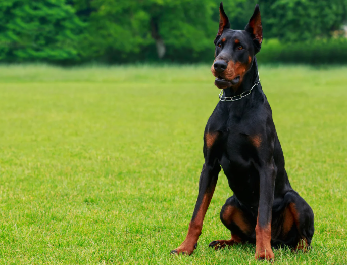 Cheezburger Image 10623714048