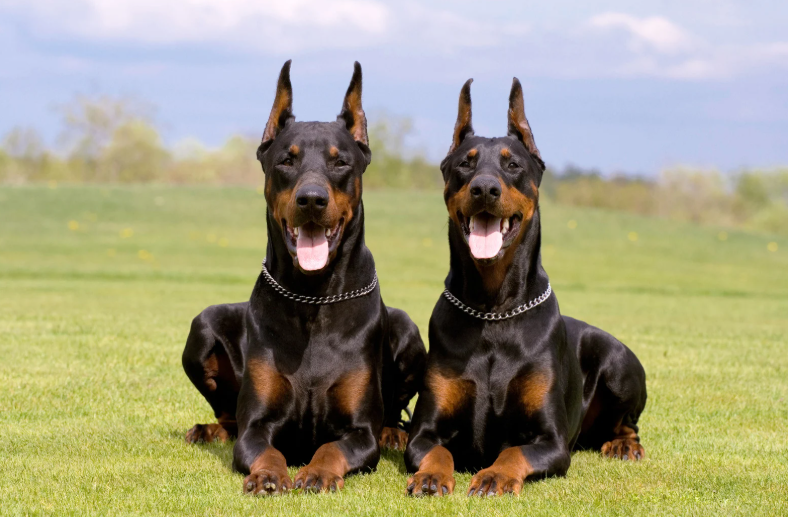 Cheezburger Image 10623714304