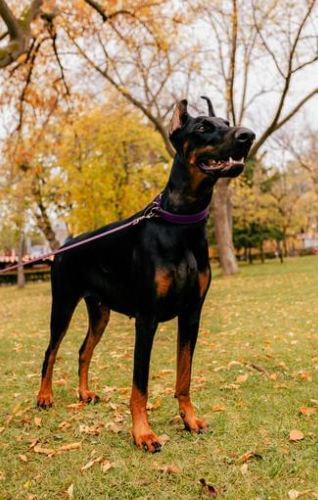 Cheezburger Image 10623714560