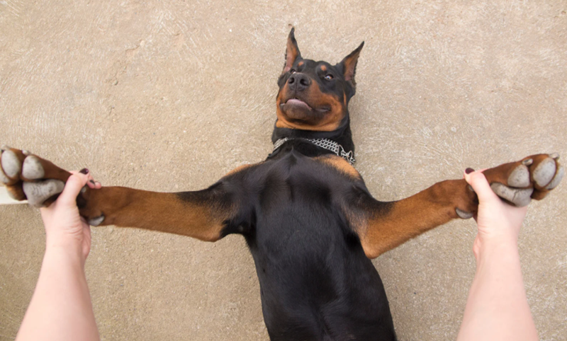 Cheezburger Image 10623715328