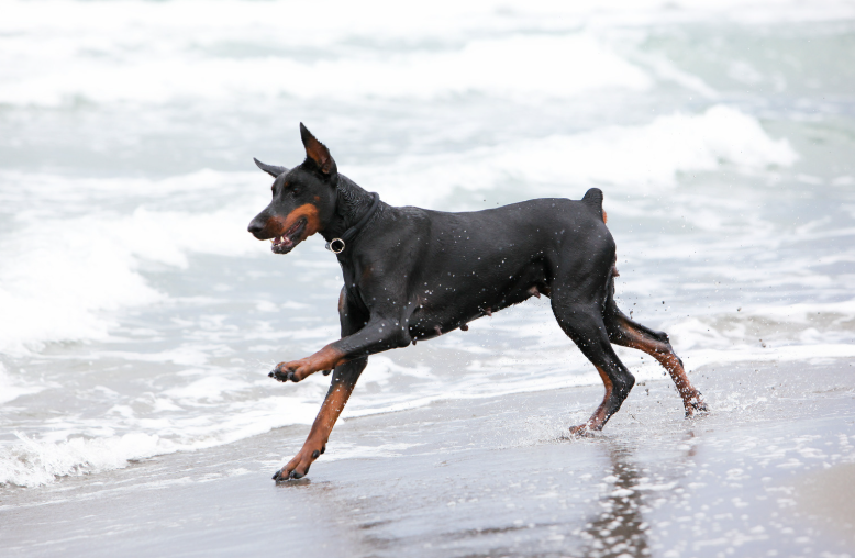 Cheezburger Image 10623715584