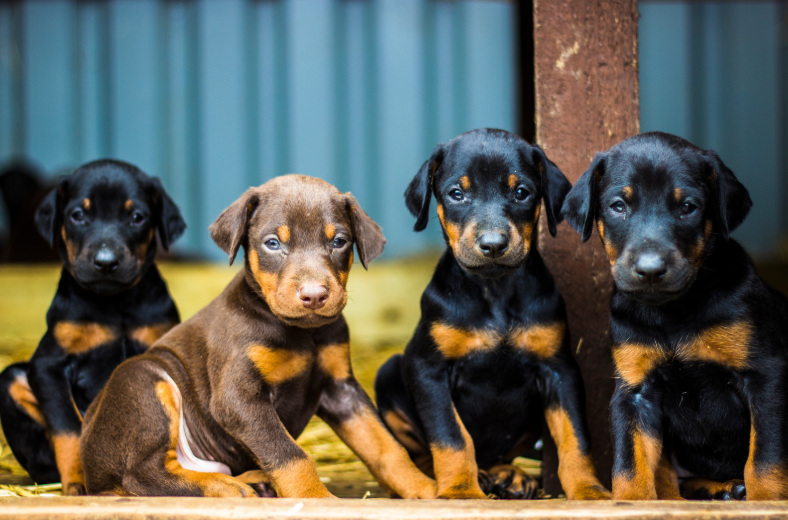 Cheezburger Image 10623715840