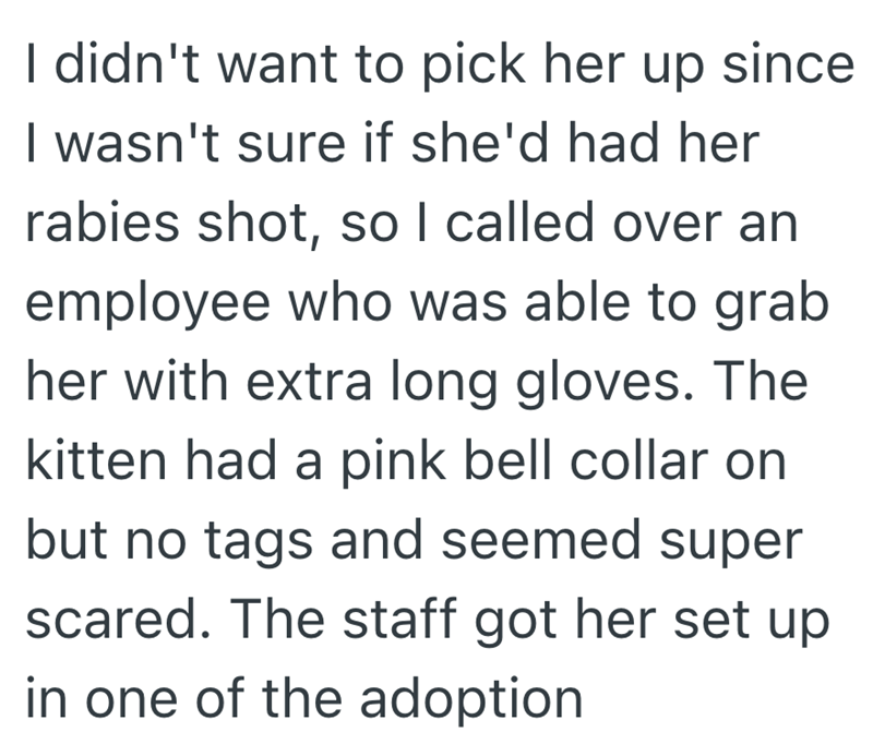 I didn't want to pick her up since I wasn't sure if she'd had her rabies shot, so I called over an employee who was able to grab her with extra long gloves. The kitten had a pink bell collar on but no tags and seemed super scared. The staff got her set up in one of the adoption