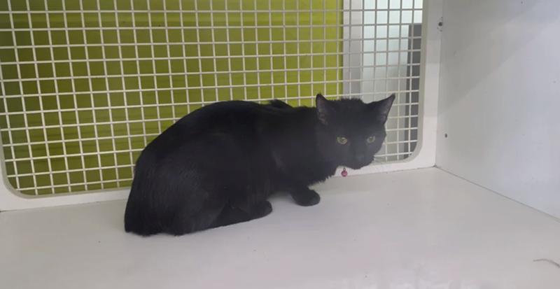 Cheezburger Image 10623724800