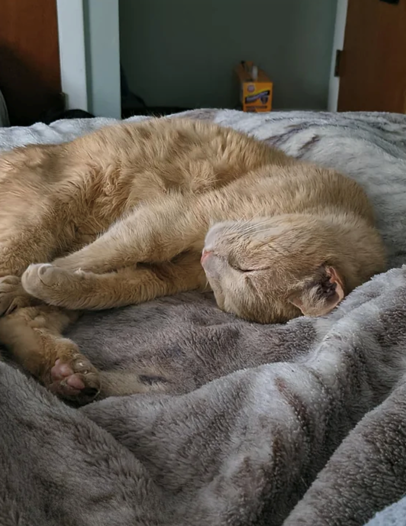 Cheezburger Image 10623732224