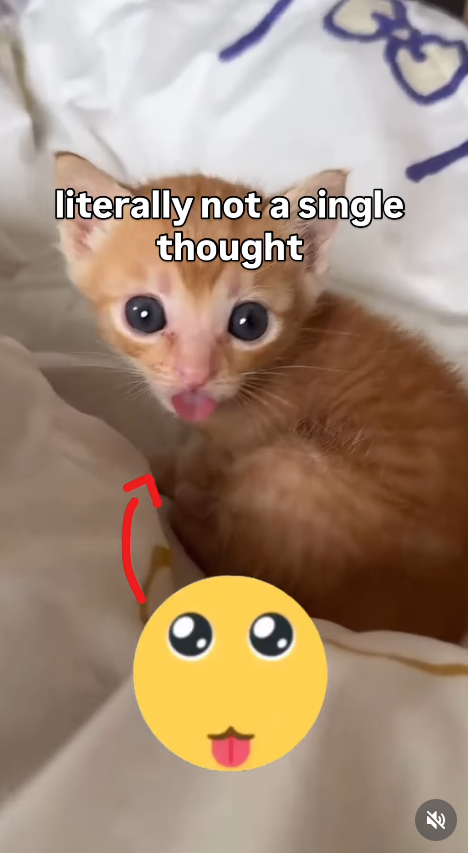 literally not a single thought