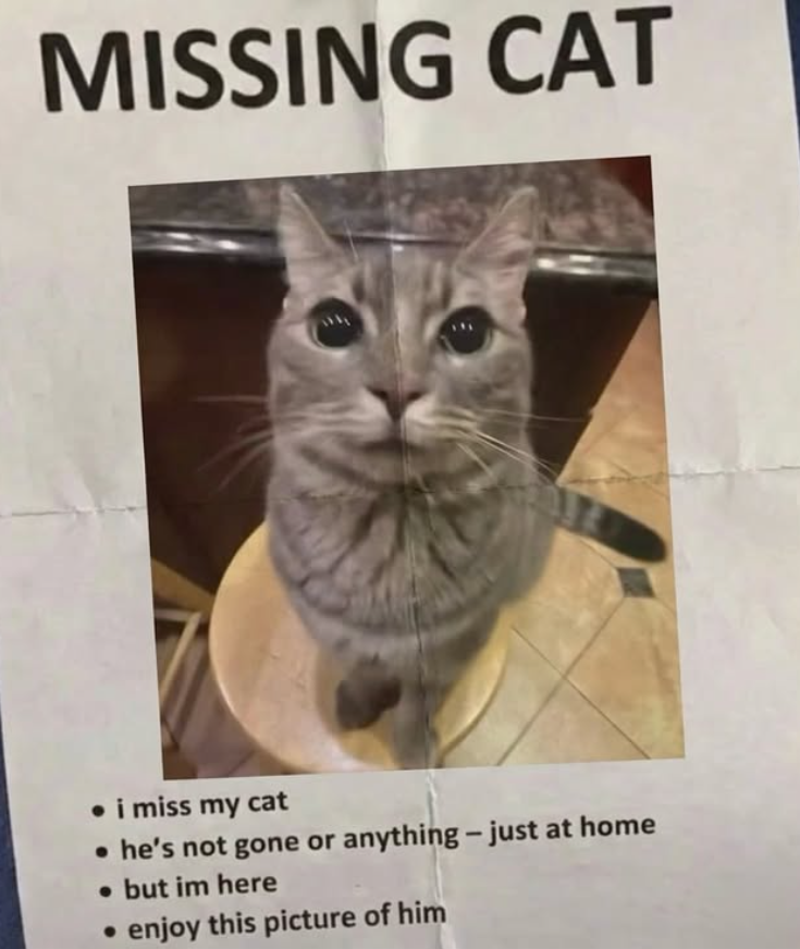 MISSING CAT ⚫i miss my cat • he's not gone or anything - just at home • but im here • enjoy this picture of him