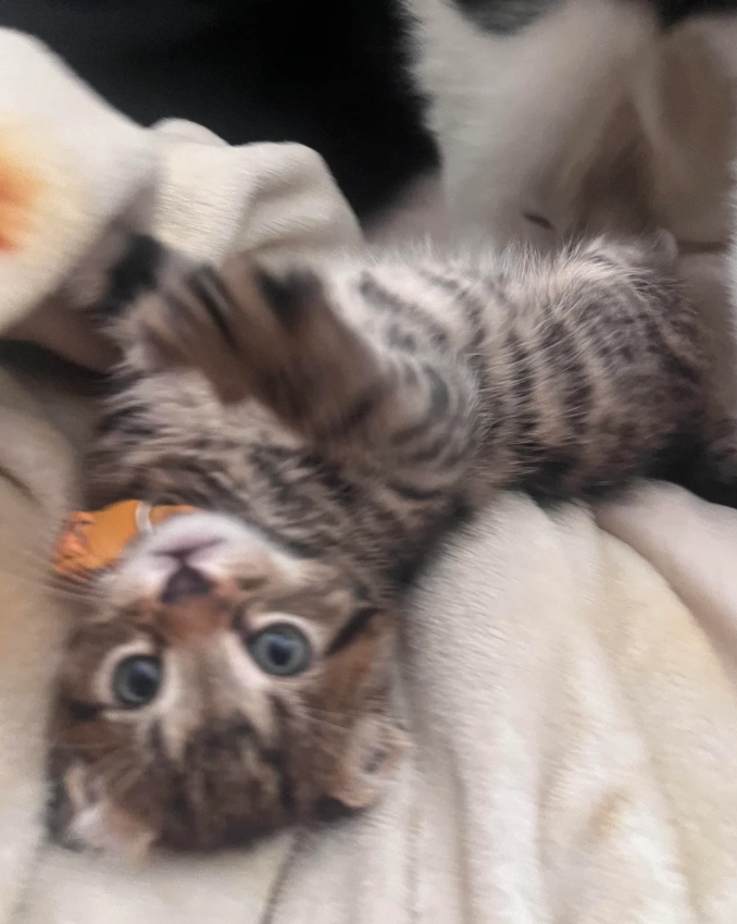 Cheezburger Image 10623747072