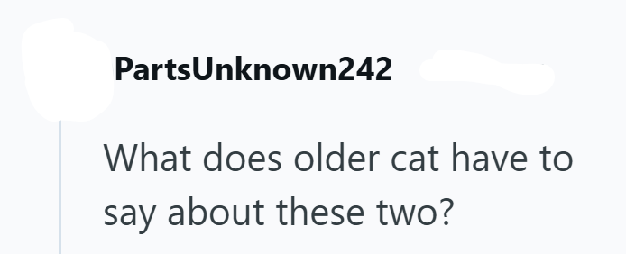 PartsUnknown242 What does older cat have to say about these two?