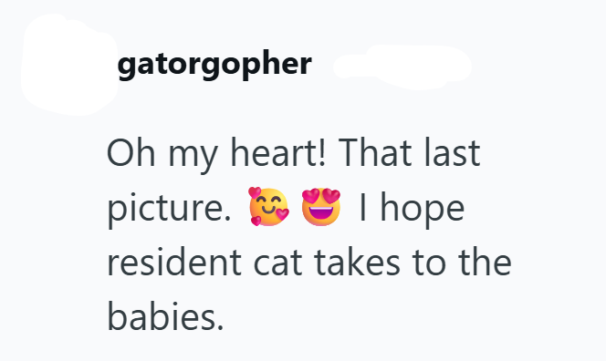 gatorgopher Oh my heart! That last picture. I hope resident cat takes to the babies.