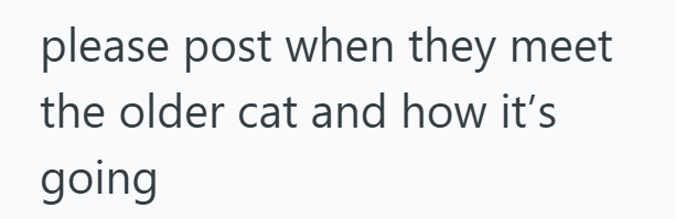 please post when they meet the older cat and how it's going