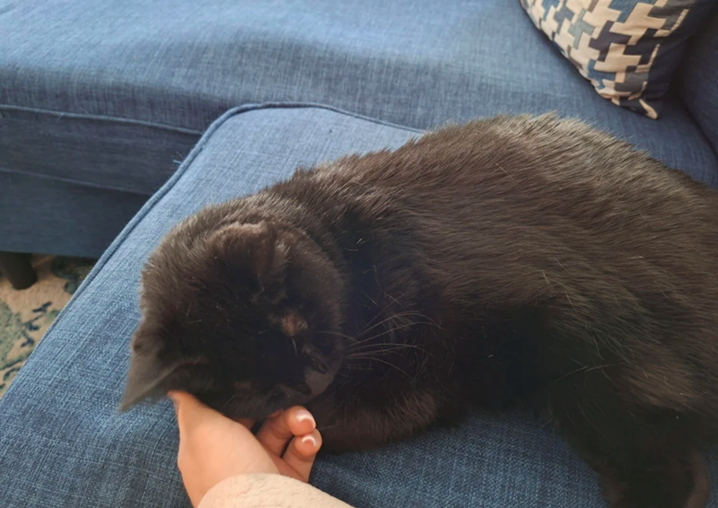 Cheezburger Image 10623776512