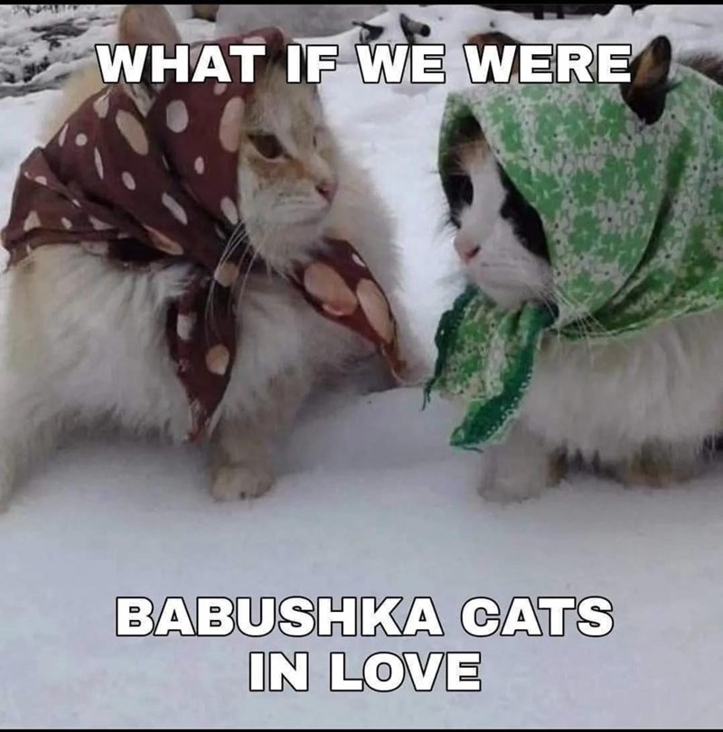 WHAT IF WE WERE BABUSHKA CATS IN LOVE