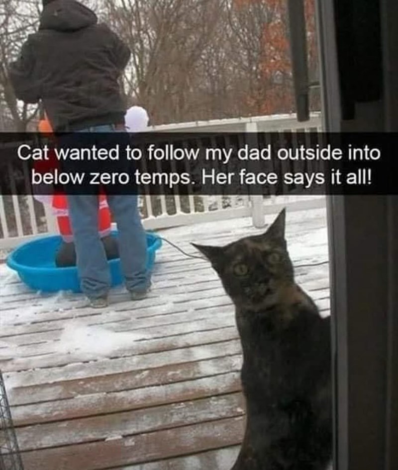 Cat wanted to follow my dad outside into below zero temps. Her face says it all!