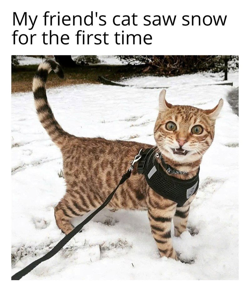My friend's cat saw snow for the first time