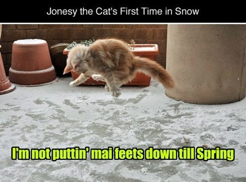 Jonesy the Cat's First Time in Snow I'm not puttin' mai feets down till Spring