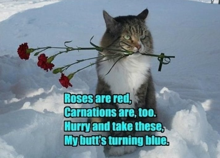 Roses are red, Carnations are, too. Hurry and take these, My butt's turning blue.