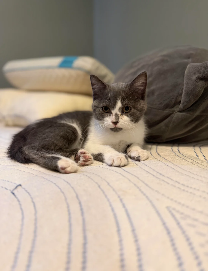 Cheezburger Image 10623785472