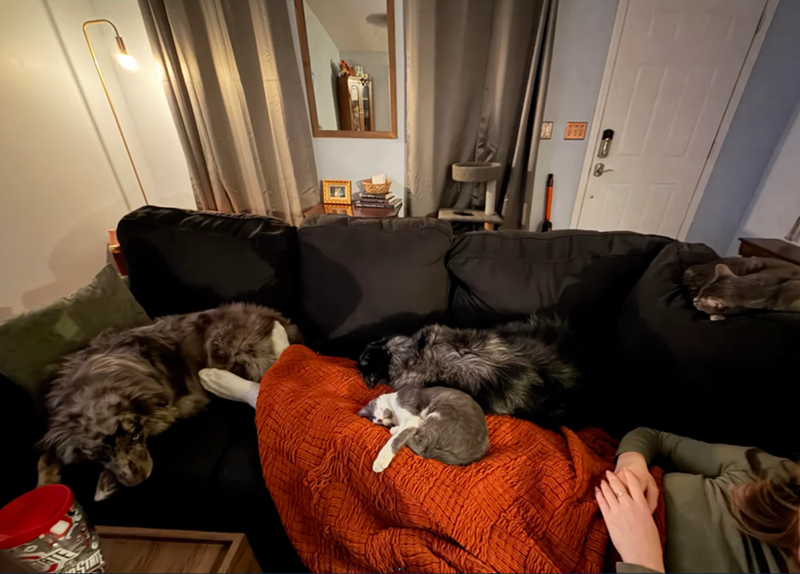 Cheezburger Image 10623786752