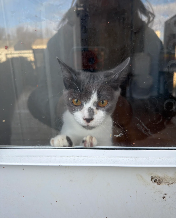 Cheezburger Image 10623787264