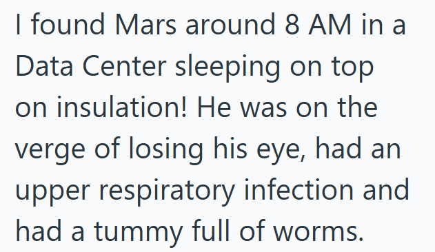 I found Mars around 8 AM in a Data Center sleeping on top on insulation! He was on the verge of losing his eye, had an upper respiratory infection and had a tummy full of worms.